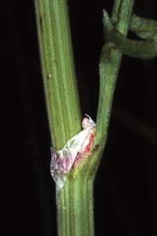 Rumex hastatulus; ocrea pulled downward to make it more apparent